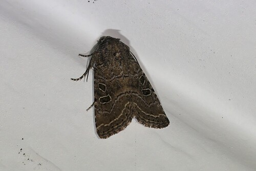 Protorthodes melanopis photo 5