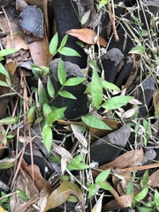Oplismenus hirtellus setarius