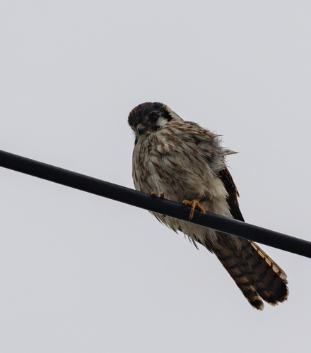 American Kestrel