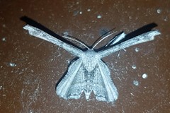 Phazaca interrupta