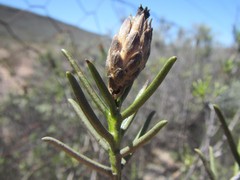 Pteronia flexicaulis