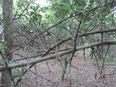 Hyperacanthus amoenus