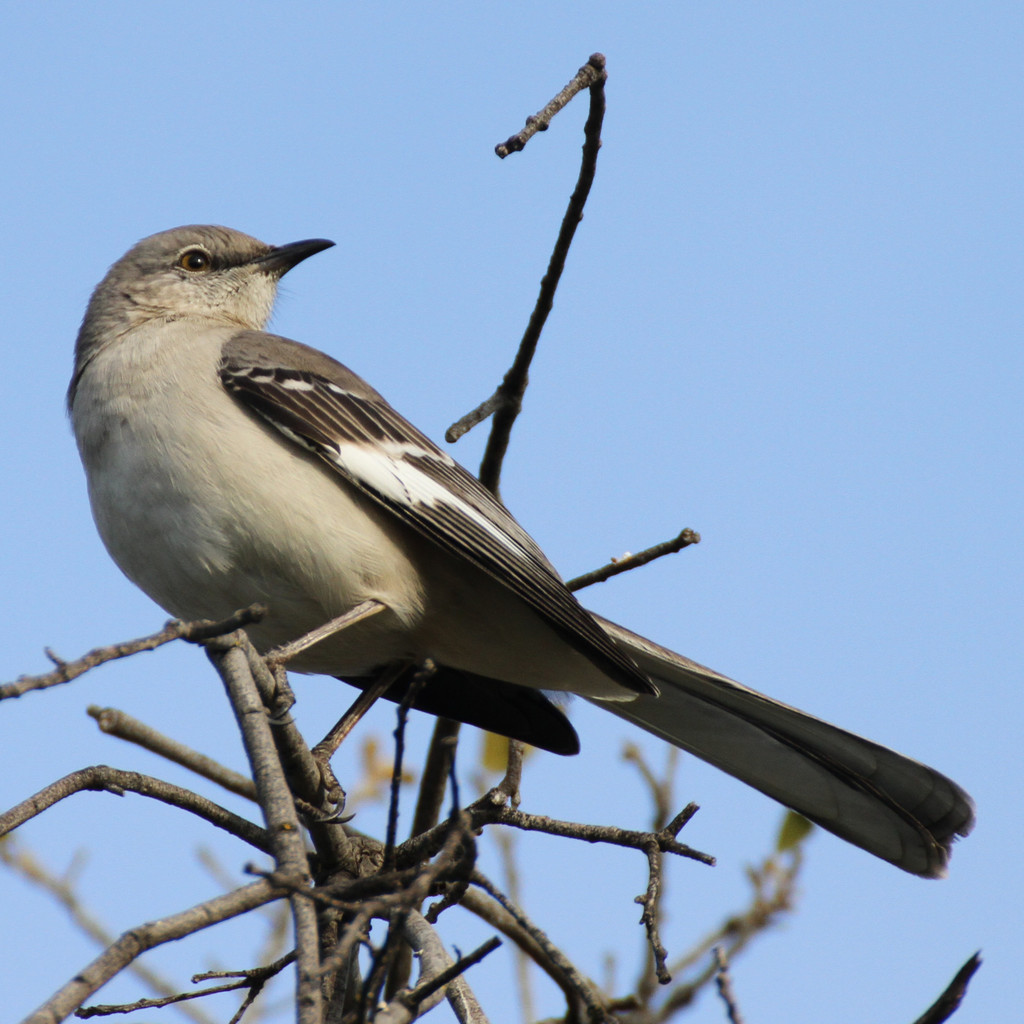 Northern Mockingbird From Brentwood Ca 94513 Usa On February 20 2020