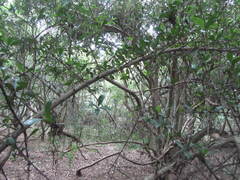 Hyperacanthus amoenus