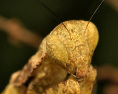 Dystacta alticeps