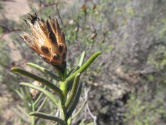 Pteronia flexicaulis