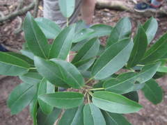 Ficus tremula
