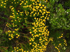 Chrysocoma coma-aurea