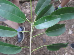Ficus tremula
