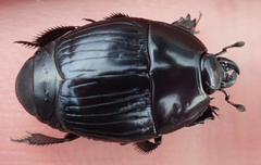 Histeroidea