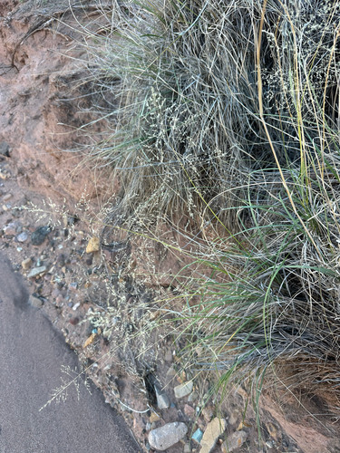 Alkali Sacaton (Sporobolus airoides)