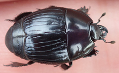 Histeroidea