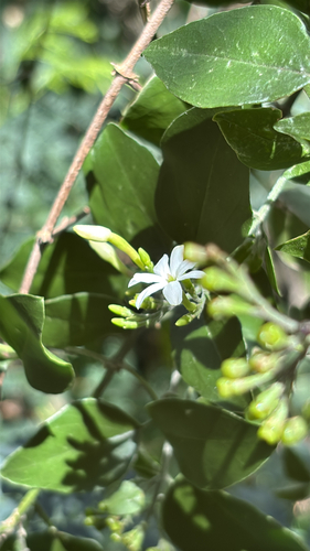 Jasminum fluminense observed 2026-02-25
