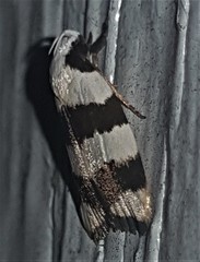 Zonopetala divisella