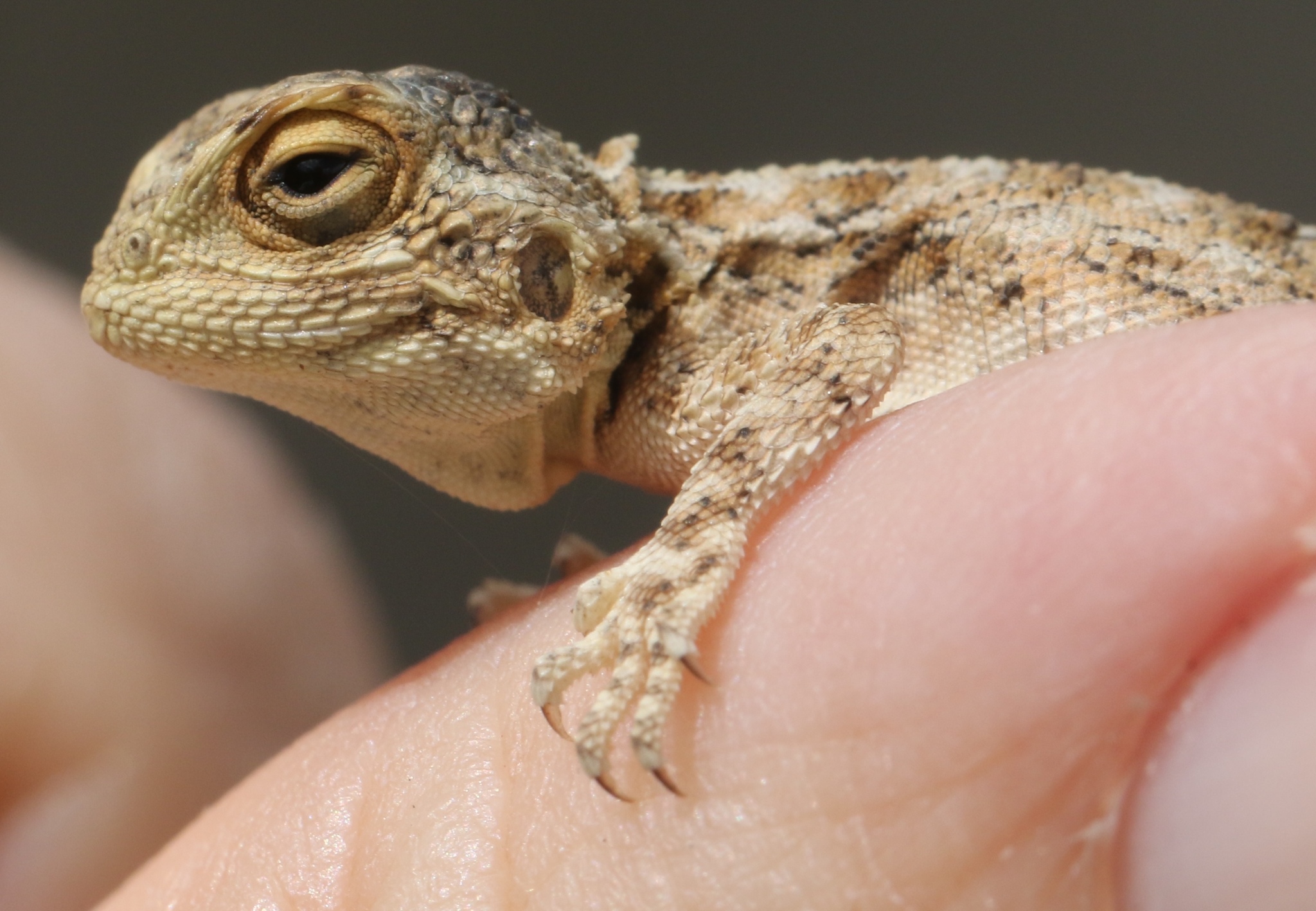Agama aculeata Merrem, 1820