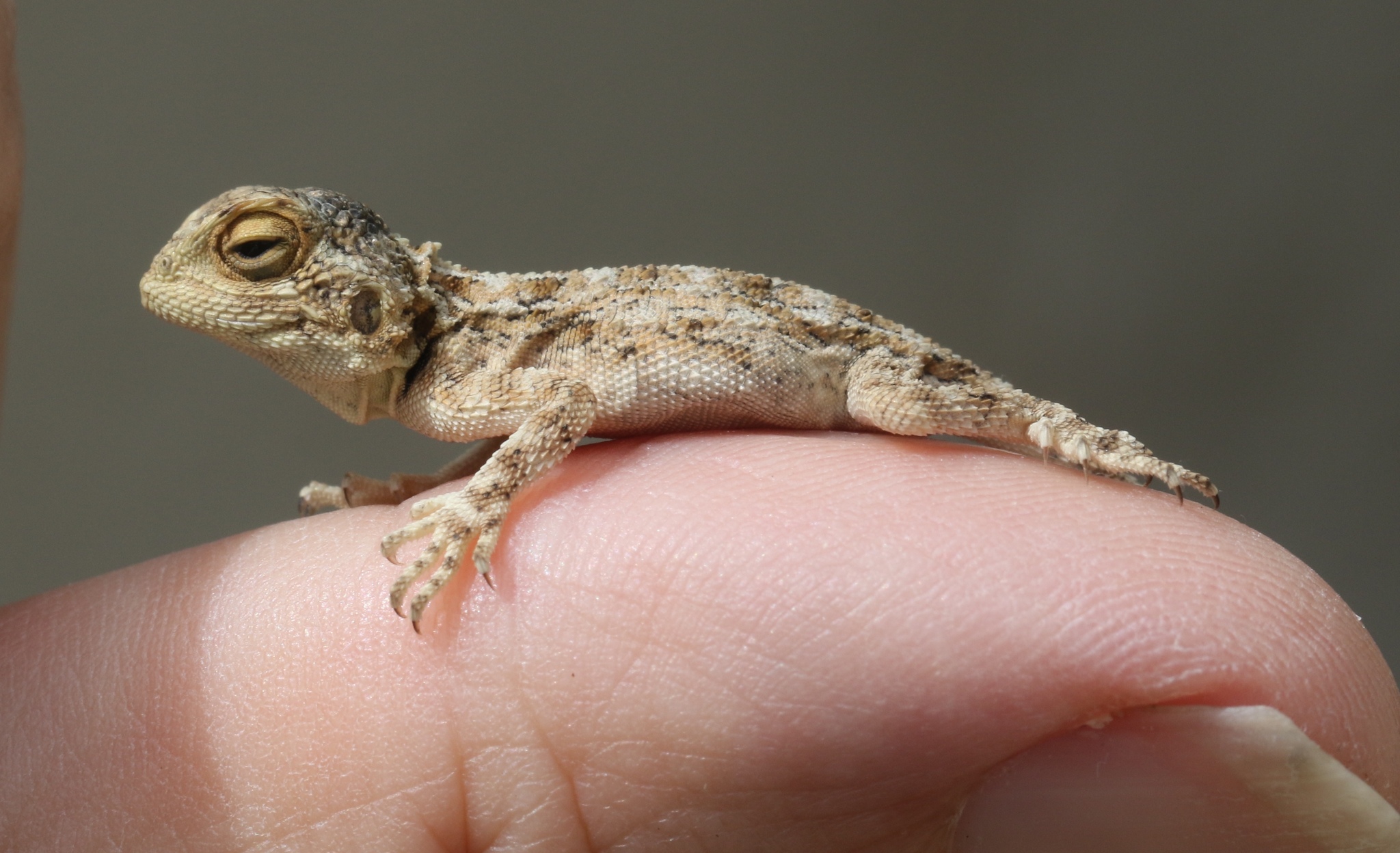 Agama aculeata Merrem, 1820