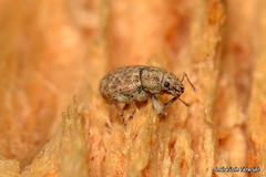 Strophosoma umbilicatum