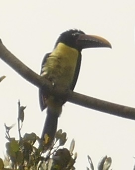 Green Aracari (Pteroglossus viridis)