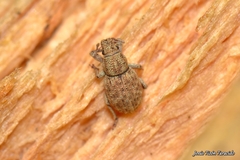 Strophosoma umbilicatum