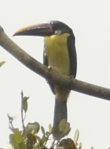 Green Aracari (Pteroglossus viridis), photo 2