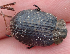 Omorgus squalidus