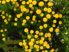 Chrysocoma coma-aurea