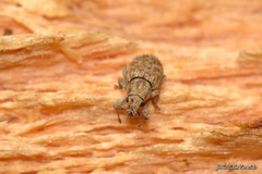 Strophosoma umbilicatum