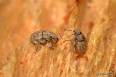 Strophosoma umbilicatum