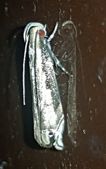 Idiophantis chiridota