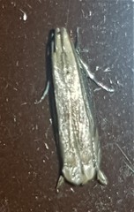 Idiophantis chiridota