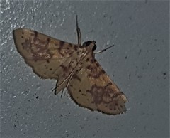 Conogethes haemactalis