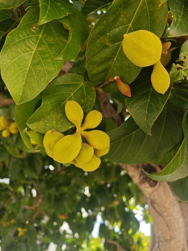 Sterculia ceramica observed 2026-02-27