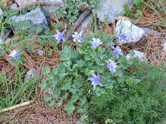 Amalia's columbine (Aquilegia amaliae)