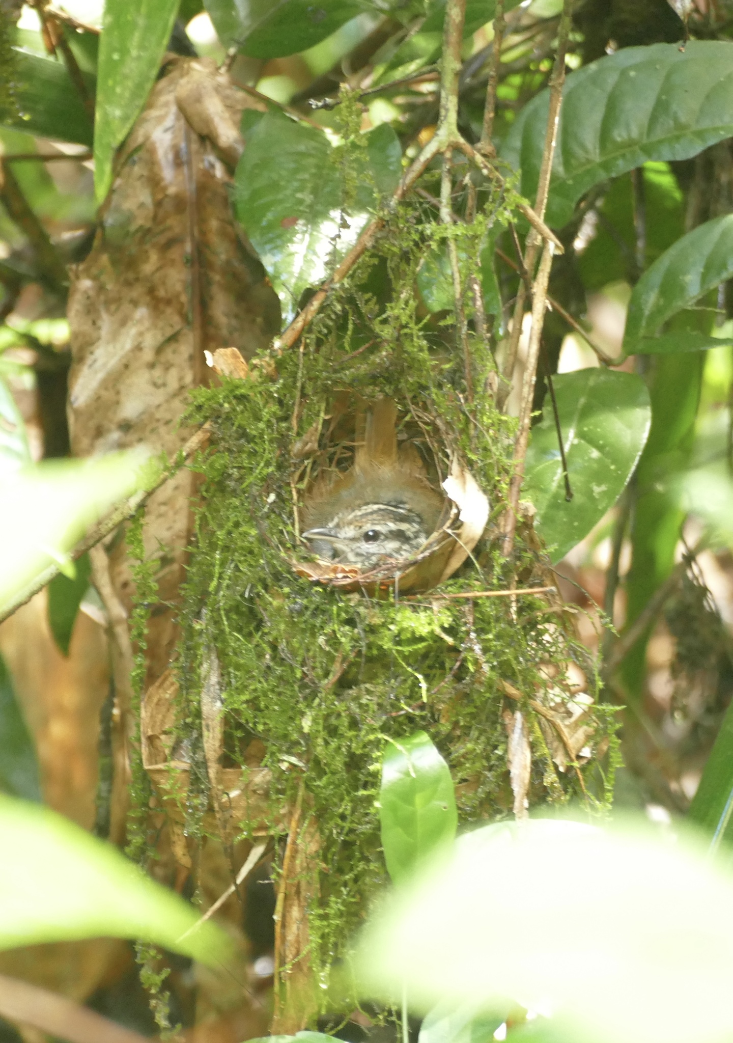 Guianan Warbling Antbird (Hypocnemis cantator), photo 2