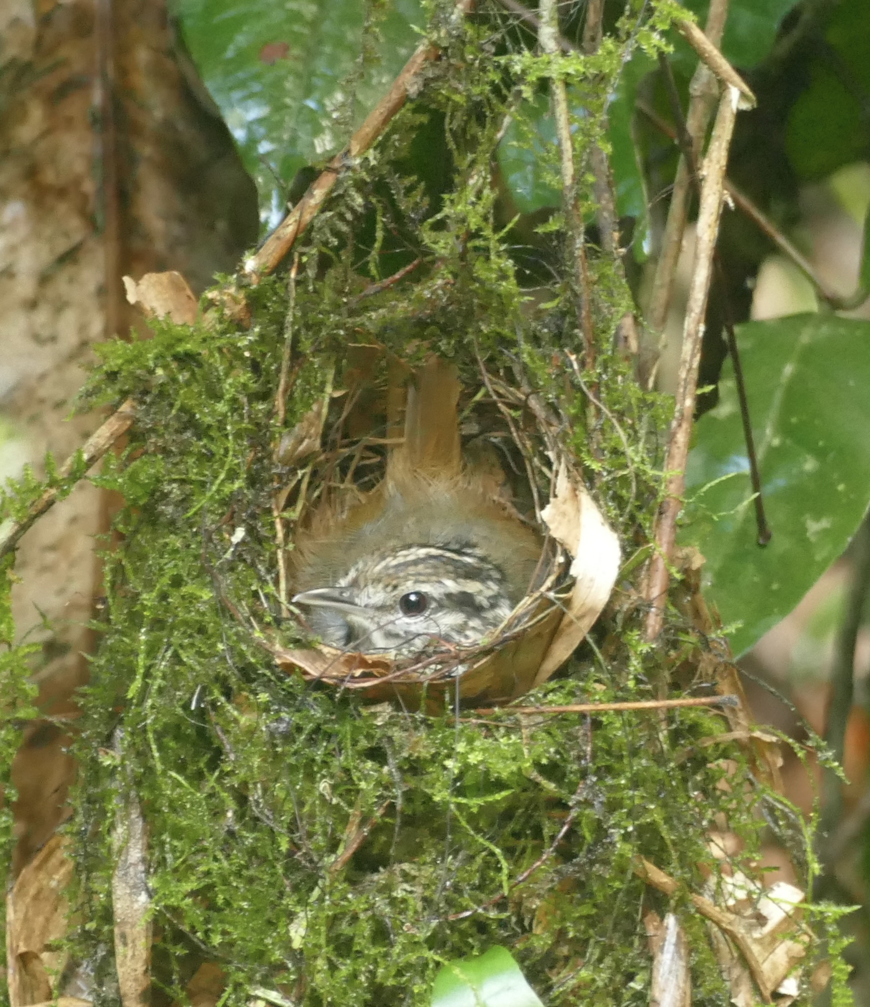 Guianan Warbling Antbird (Hypocnemis cantator), photo 3