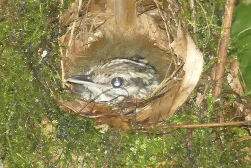 Guianan Warbling Antbird (Hypocnemis cantator)