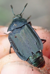 Thanatophilus micans