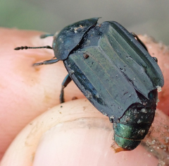 Thanatophilus micans