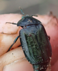 Thanatophilus micans