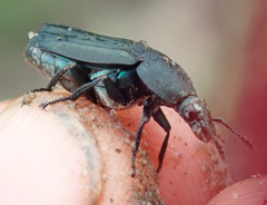 Thanatophilus micans