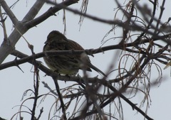 Emberiza citrinella