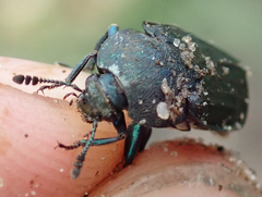 Thanatophilus micans