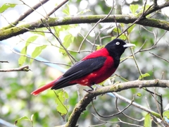 Maroon Oriole photo 2