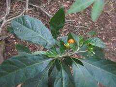 Solanum goetzei