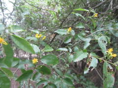 Grewia caffra