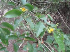 Grewia caffra