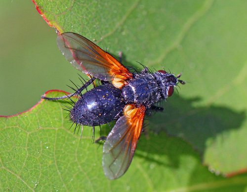 Zophomyia temula, photo 3 of 10