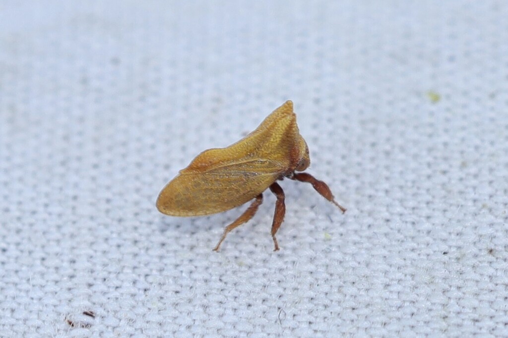 Multareoides bifurcatus
