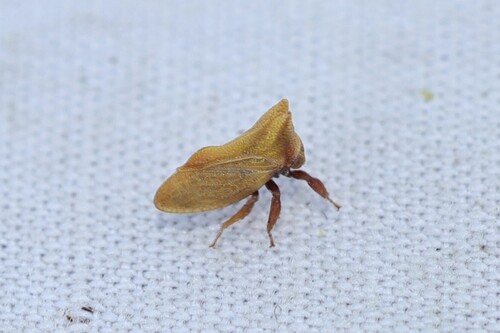Multareoides bifurcatus