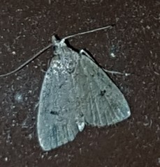 Tolpiodes oligolasia